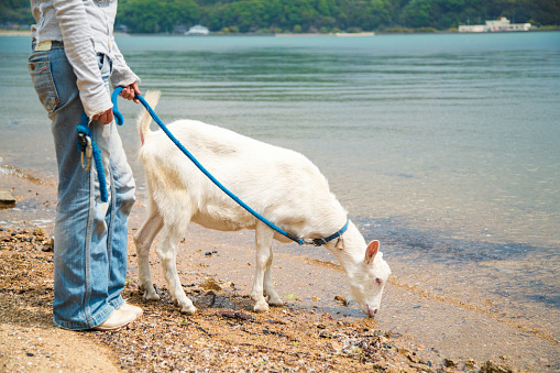 Woman walking with her pet goat outdoors on a beach. Okayama, Japan. April 2016