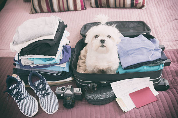 istock Dog sitting in the suitcase 522878834