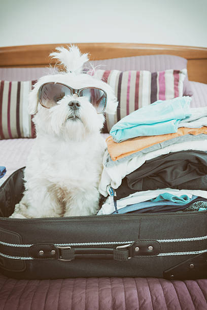 istock Dog sitting in the suitcase 522878954