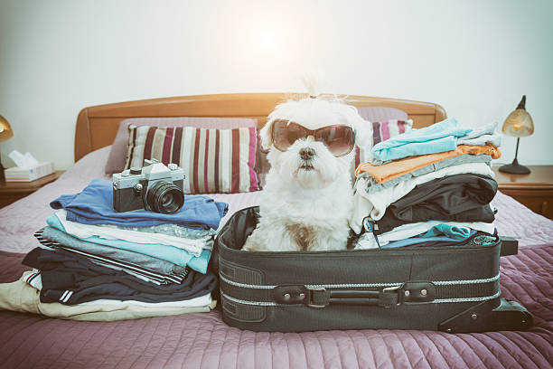 istock Dog sitting in the suitcase 522879052