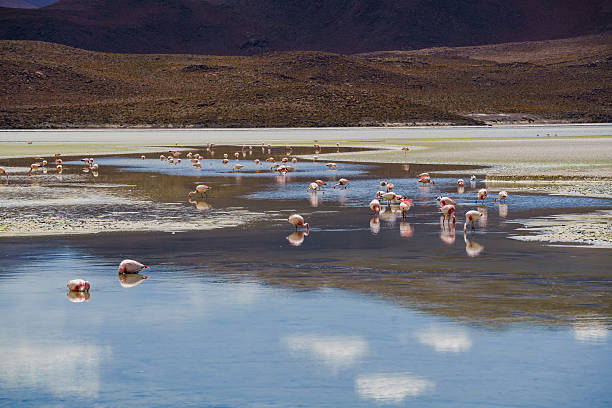 istock Flamingos eating in the laguna 522879250