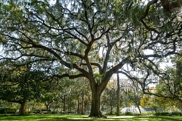 istock Majestic Live Oak in Savannah 522885155