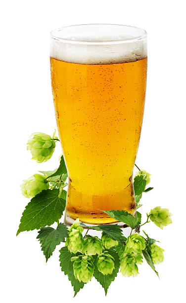 istock glass of beer with green hops 522886385