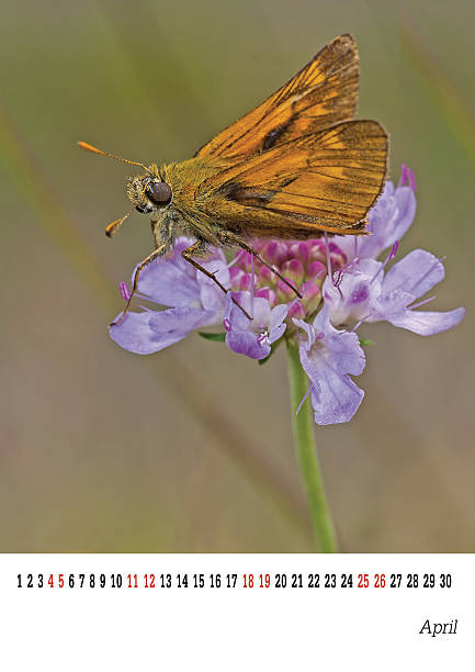 abril de calendario 2015, capitán de navío mariposa, la naturaleza.  fácilmente personalizadas. - customisable fotografías e imágenes de stock