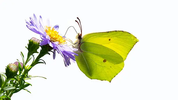 Photo of Common Brimstone (Gonepteryx rhamni) sitting on blossom, isolated