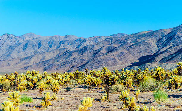 istock Cholla Cactus Garden in Joshua Tree national park 522892441