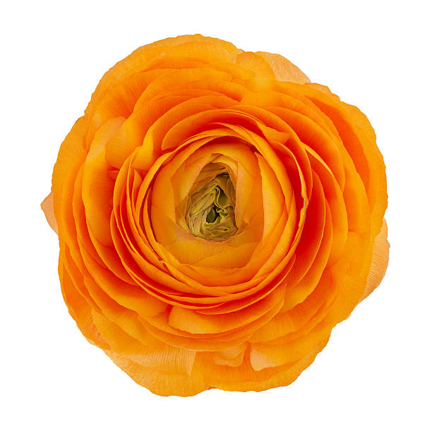 ranunculus asiaticus buttercup flower Orange ranunculus asiaticus buttercup flower isolated on white background buttercup family stock pictures, royalty-free photos & images