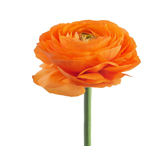 istock ranunculus asiaticus buttercup flower 522895193