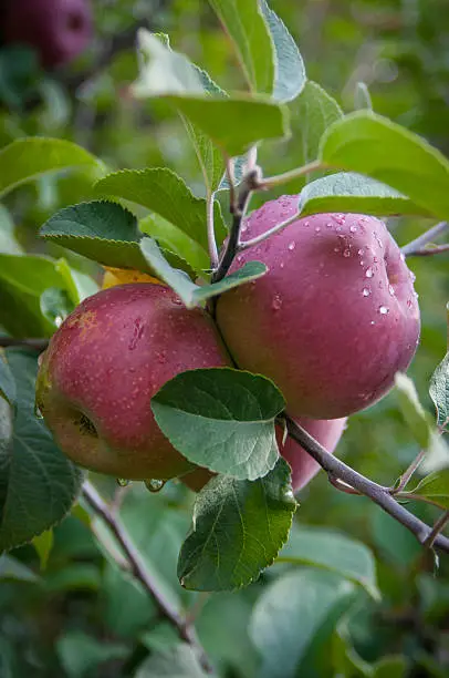 A Close Up of Apples on an Apple Tree