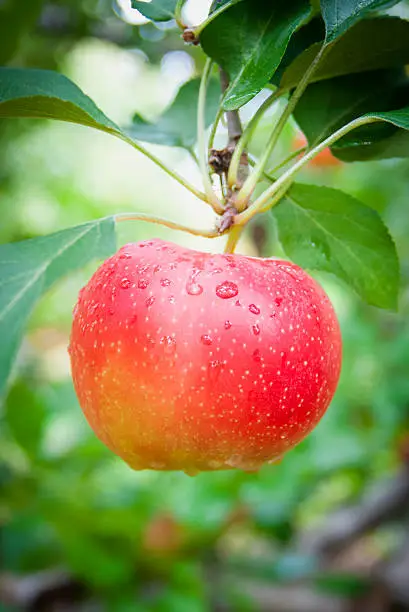 A Close Up of a Single Bright Red Apple on an Apple Tree
