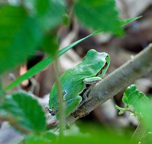 istock Hyla arborea, European tree frog 522895513