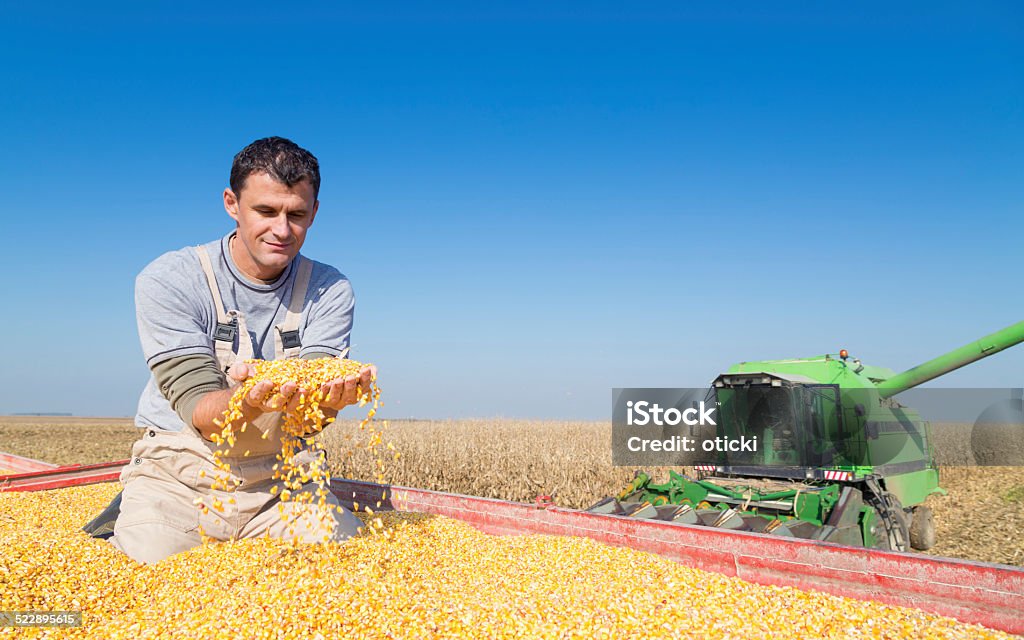 Feliz sorrindo durante a colheita de milho de milho agricultor - Foto de stock de Analisar royalty-free