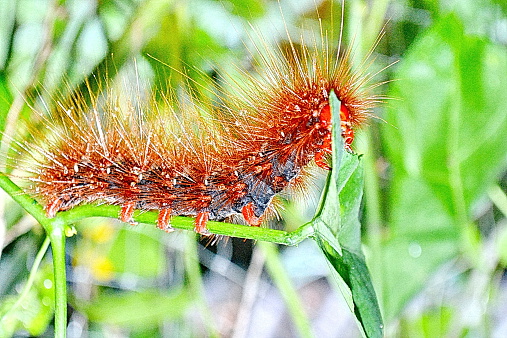 hairy caterpillars in Nan Thailand