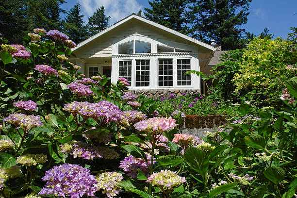 Firs and Hydrangea Garden Frame A Northwest Home stock photo