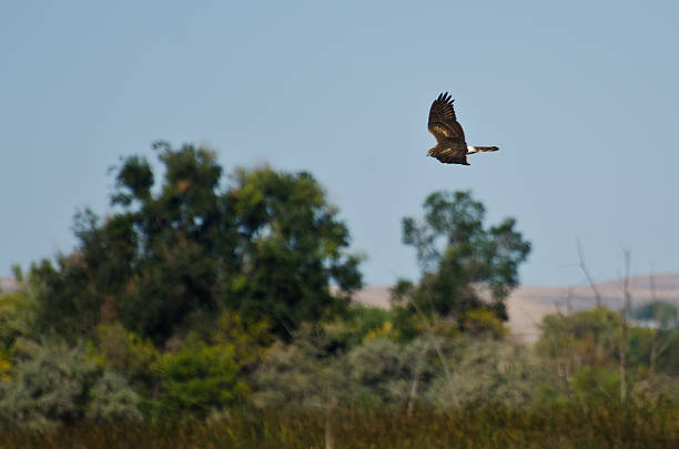 istock Northern Harrier Hunting on the Wing 522897269