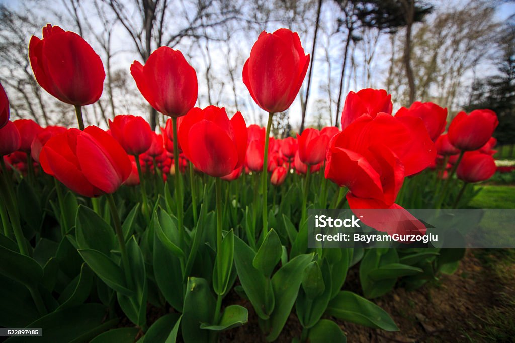 Tulips Beauty In Nature Stock Photo