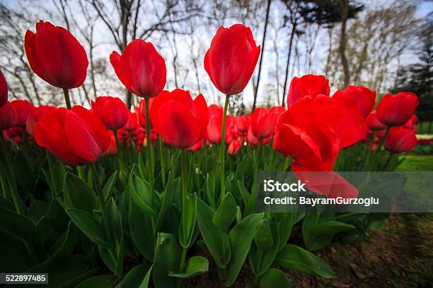 Tulips Stock Photo - Download Image Now - Beauty In Nature, Bouquet, Bunch of Flowers