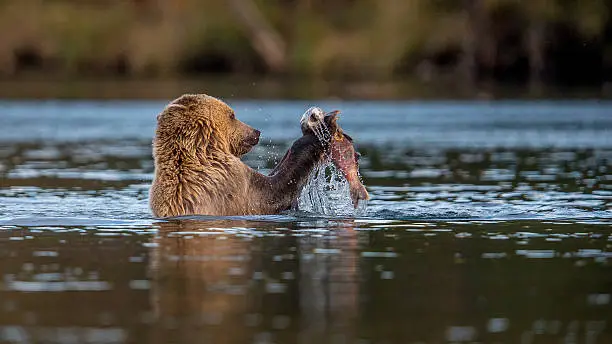 Taken in the fall during the Sockeye Run and the Grizzlies are scavenging for Salmon on the shores of the Chilko river in British Columbia.