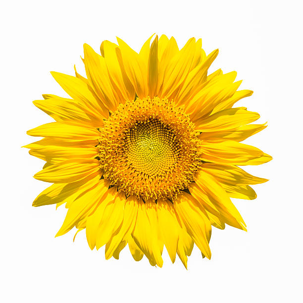 istock sunflower flower isolated 522907177