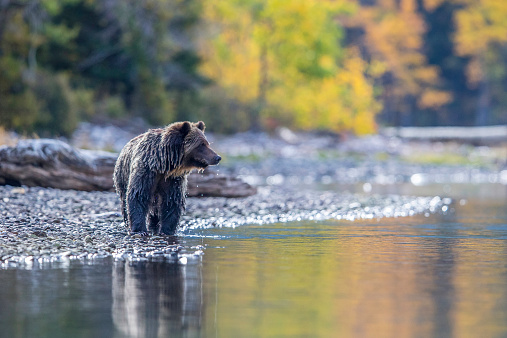 A brown Bear is in a tidal river in front of a mountain range in Katmai National Park Alaska.  The  mountains are very colorful and have dramatic edges and ridges.