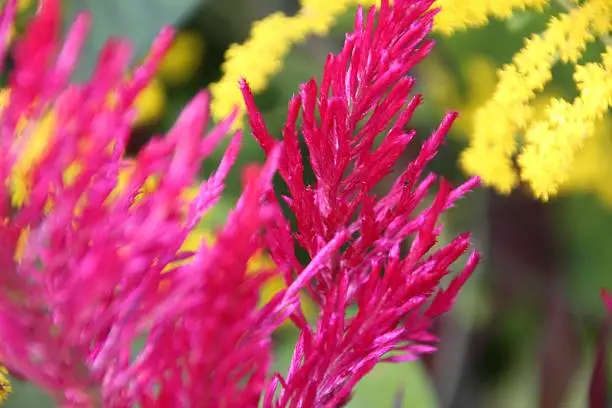 pink and yellow plant/flowers