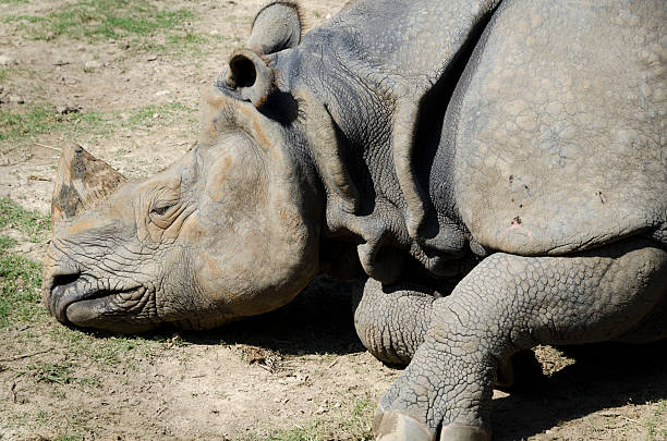 dead-horned rhino - chitwan stock-fotos und bilder