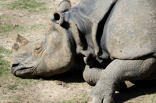 Dead Onehorned Rhino Stock Photo - Download Image Now - Poaching - Animal Welfare, Rhinoceros, Animal Wildlife - iStock Dead Onehorned Rhino Stock Photo - Download Image Now - Poaching - Animal Welfare, Rhinoceros, Animal Wildlife - iStock