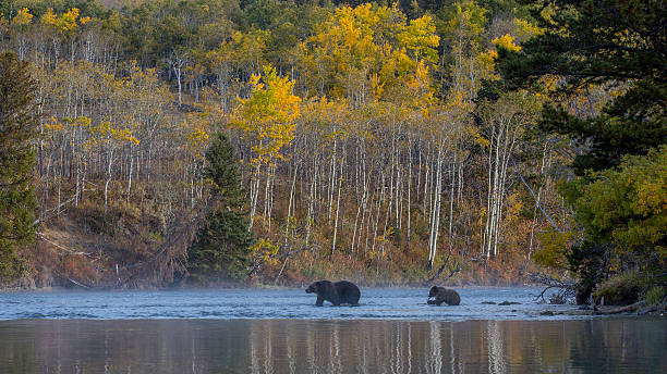 istock Mum and cub fishing 522908291
