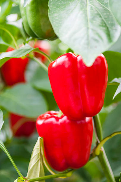istock Paprika or Capsicum on a paprika plant 522909677
