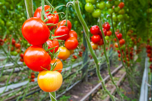 istock Tomato growing in a greenhouse 522909681
