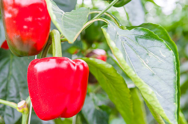 istock Paprika or Capsicum on a paprika plant 522909817
