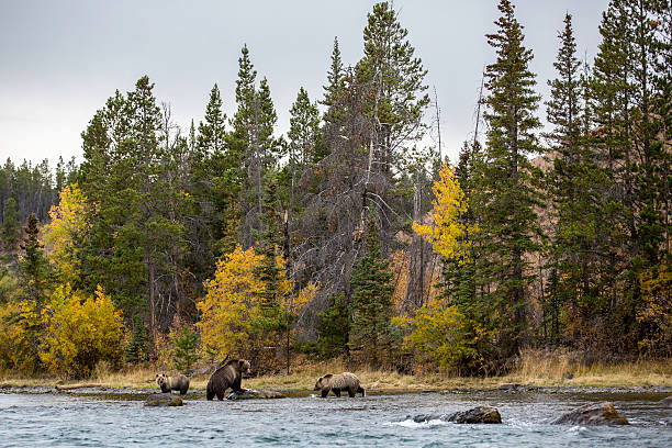 istock Mum and grizzly cubs 522910267