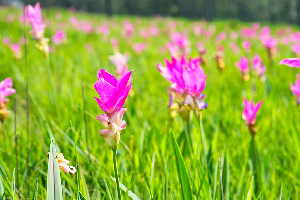 istock Flowers Pink in background, 522911279