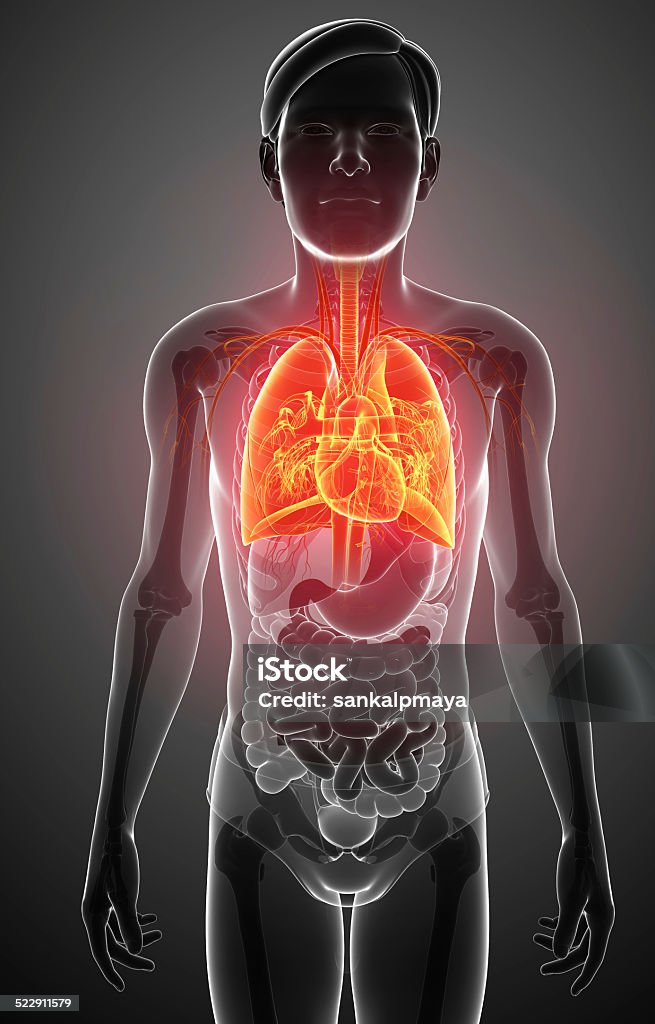 Masculino anatomia pulmões - Foto de stock de Alvéolos royalty-free
