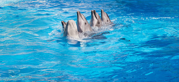 Dolphins dancing Lambada Four dolphins and Beluga whales dancing Lambada beluga whale jumping stock pictures, royalty-free photos & images