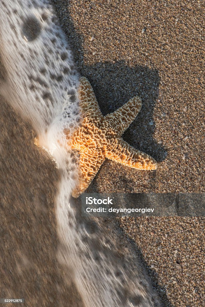 Starfish into the waves Starfish into the waves. Sunlight Animal Shell Stock Photo