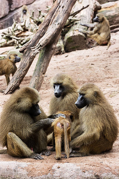 istock Guinea baboon family 522912935