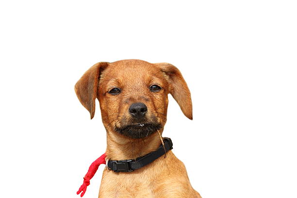 istock isolated puppy portrait 522913353