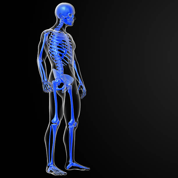 istock 3d render medical illustration of the skeleton 522913511
