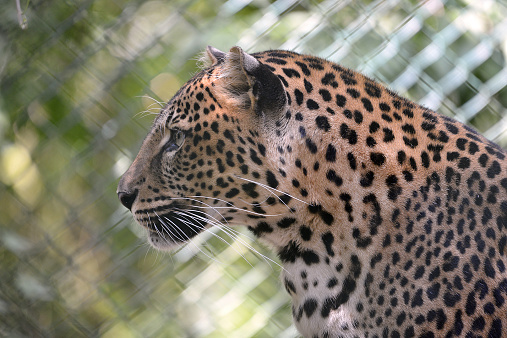 Portrait of leopard (Panthera pardus) seen from profile