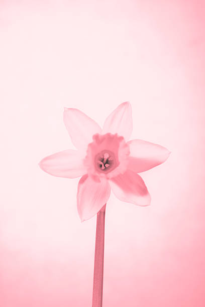 istock pink flowers close-up 522920495