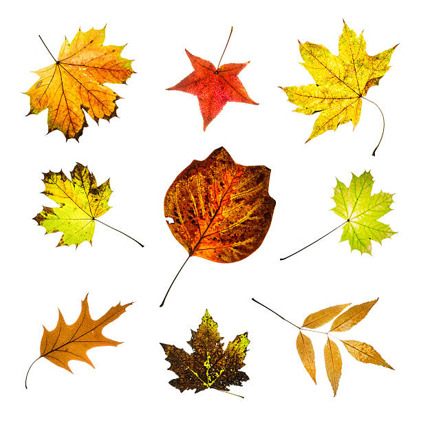 istock Colorful autumn leaves mix 522920501