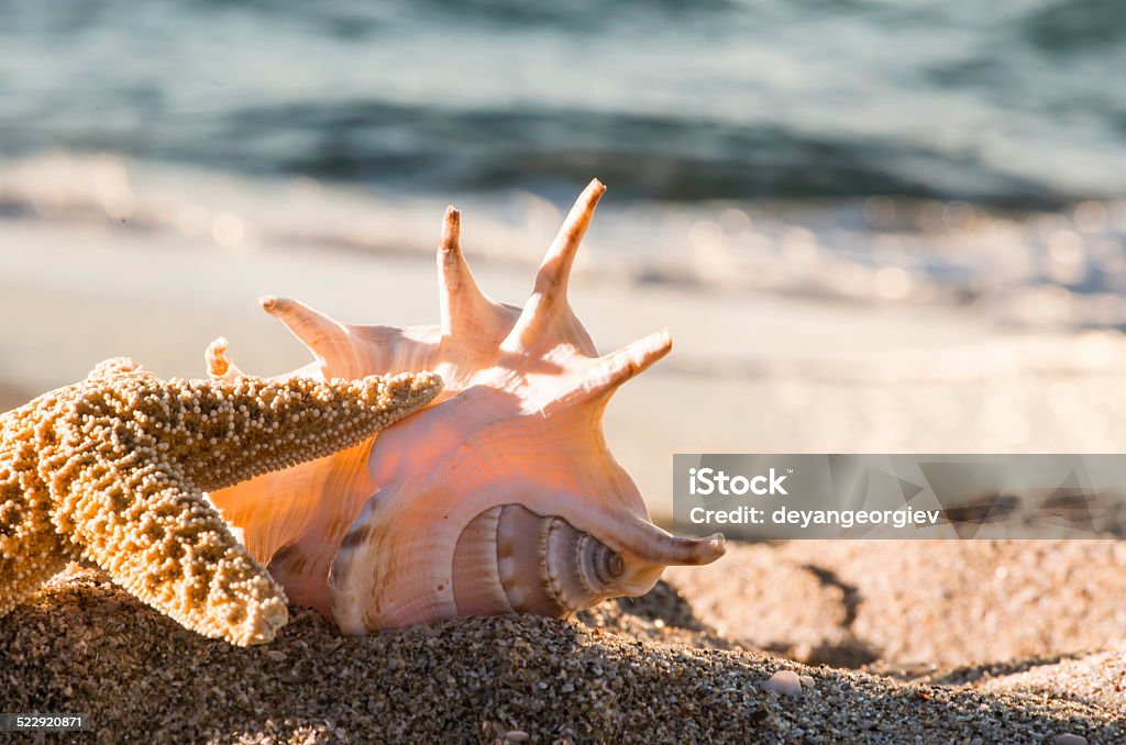 Shells on the beach Shells on the beach. Sun light Animal Shell Stock Photo