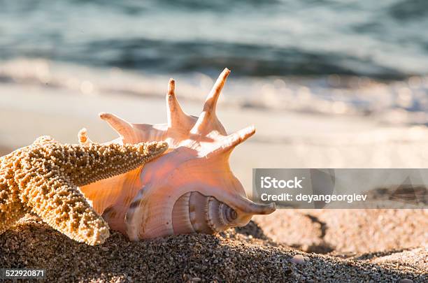 Shells On The Beach Stock Photo - Download Image Now - Animal Shell, Backgrounds, Beach