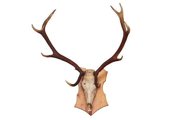 istock isolated skull of a red deer 522921181