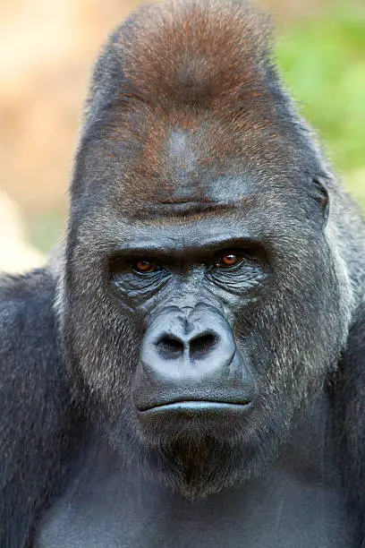 Closeup portrait of a gorilla male, severe silverback, on rock background. Menacing expression of the great ape, the most dangerous and biggest monkey of the world. The chief of a gorilla family.