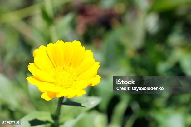 Calendula Stock Photo - Download Image Now - Cheerful, Close-up, Daisy