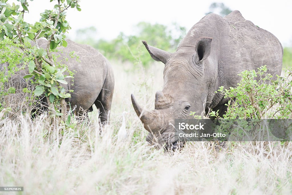 White rhinos im Krüger national park - Lizenzfrei Afrika Stock-Foto