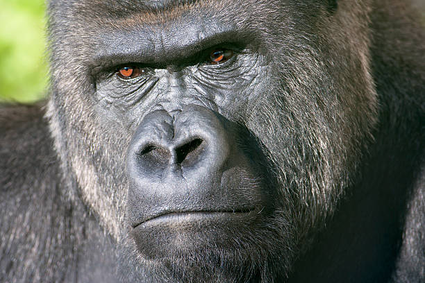 A tight close-up of an adult male Lowland Gorilla staring into the camera.