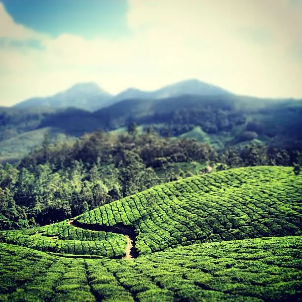 Who knew tea-farms were so gorgeous!